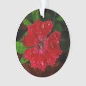Red Dianthus with Raindrops Ornament (Vorderseite)