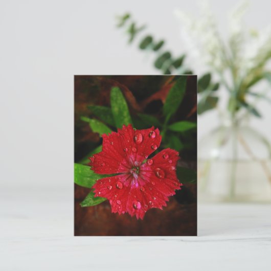 Red Dianthus with Raindrops Postkarte (Stehend Vorderseite)