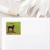 Red_doberman_Liebe w pic (Insitu)