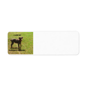 Red_doberman_Liebe w pic