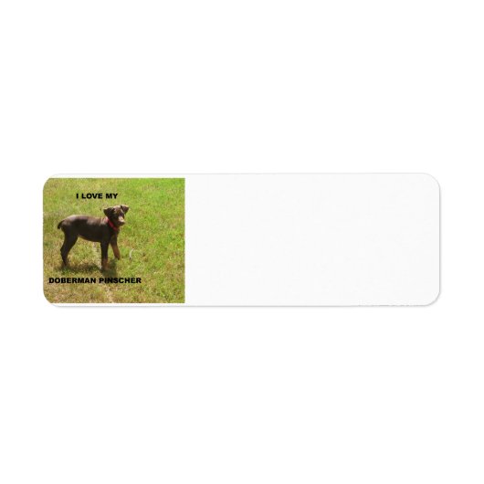 Red_doberman_Liebe w pic (Vorne)