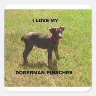 Red_doberman_Liebe w pic Quadratischer Aufkleber