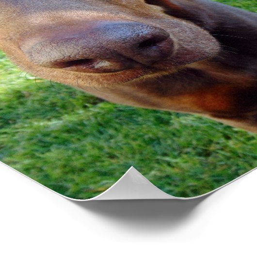Red doberman poster (Ecke)