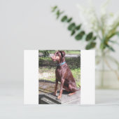 red doberman postkarte (Stehend Vorderseite)