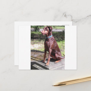 red doberman postkarte