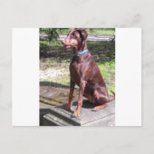 red doberman postkarte (Vorderseite)