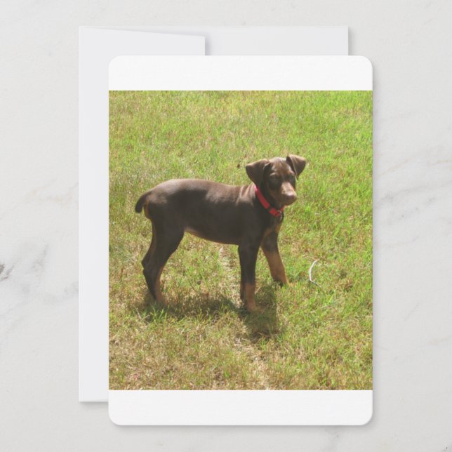 Red_doberman_puppy.png (Vorderseite)