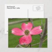 Red Dogwood Postcard Postkarte (Vorne/Hinten)
