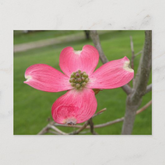 Red Dogwood Postcard Postkarte (Vorderseite)