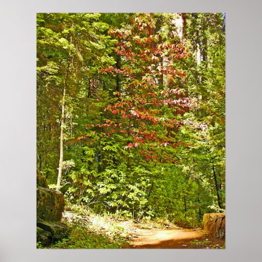 Red Dogwood Poster (Vorne)