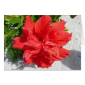 Red Double Hibisken Blume (Vorderseite (Horizontal))