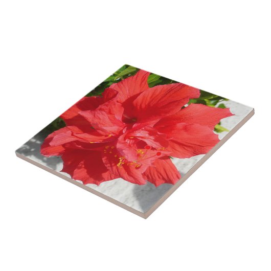 Red Double Hibisken Blume Fliese (Seite)
