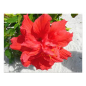 Red Double Hibisken Blume Fotodruck (Vorne)
