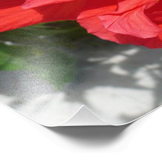 Red Double Hibisken Blume Fotodruck (Ecke)