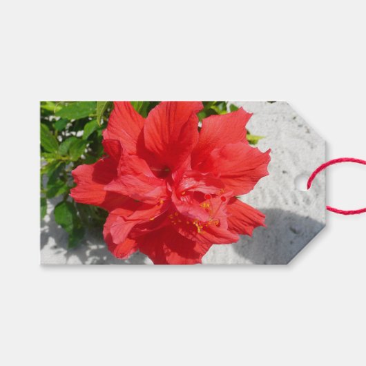 Red Double Hibisken Blume Geschenkanhänger (Vorderseite (Horizontal))