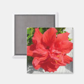 Red Double Hibisken Blume Magnet (Vorderseite/Rückseite)