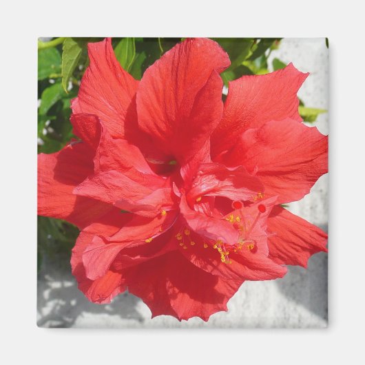 Red Double Hibisken Blume Magnet (Vorne)