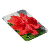 Red Double Hibisken Blume Magnet (Rechte Seite)