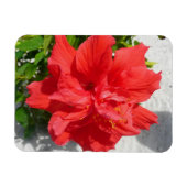Red Double Hibisken Blume Magnet (Horizontal)