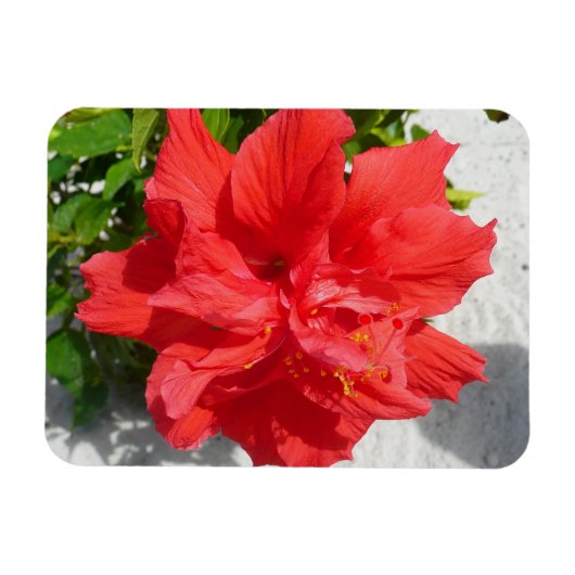 Red Double Hibisken Blume Magnet (Horizontal)