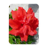 Red Double Hibisken Blume Magnet (Vertikal)