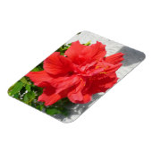 Red Double Hibisken Blume Magnet (Linke Seite)