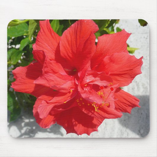 Red Double Hibisken Blume Mousepad (Vorne)
