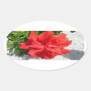 Red Double Hibisken Blume Ovaler Aufkleber
