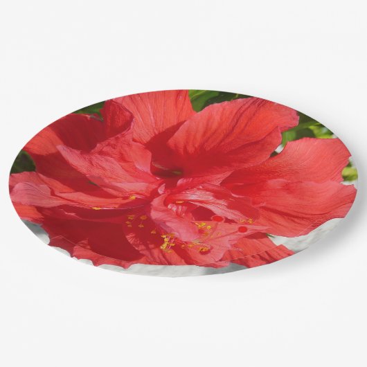 Red Double Hibisken Blume Pappteller (Schrägansicht)