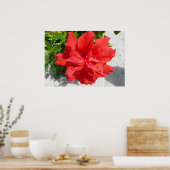 Red Double Hibisken Blume Poster (Küche)
