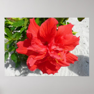 Red Double Hibisken Blume Poster