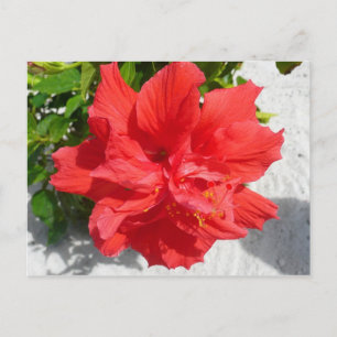 Red Double Hibisken Blume Postkarte