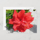 Red Double Hibisken Blume Postkarte (Vorne/Hinten)