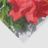 Red Double Hibisken Blume Seidenpapier (Ausschnitt)