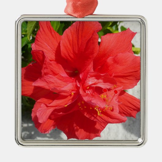 Red Double Hibisken Blume Silbernes Ornament (Vorne)