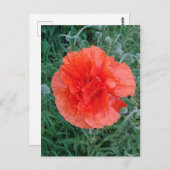 Red Double Poppy Floral Postkarte (Vorne/Hinten)