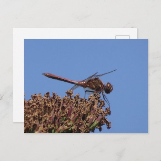 Red Dragonfly DIY Postkarte (Vorne/Hinten)