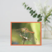 Red Dragonfly Nah Up DIC Postkarte (Stehend Vorderseite)