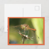 Red Dragonfly Nah Up DIC Postkarte (Vorne/Hinten)