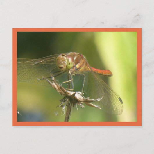 Red Dragonfly Nah Up DIC Postkarte (Vorderseite)