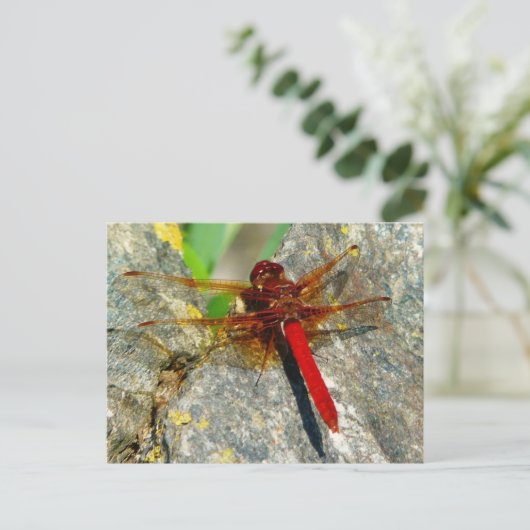 Red DragonFly oder DamselFly Insect Foto Postkarte (Stehend Vorderseite)