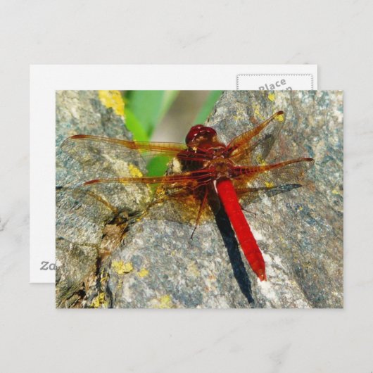 Red DragonFly oder DamselFly Insect Foto Postkarte (Vorne/Hinten)