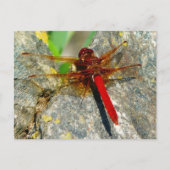 Red DragonFly oder DamselFly Insect Foto Postkarte (Vorderseite)