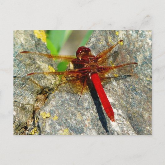 Red DragonFly oder DamselFly Insect Foto Postkarte (Vorderseite)