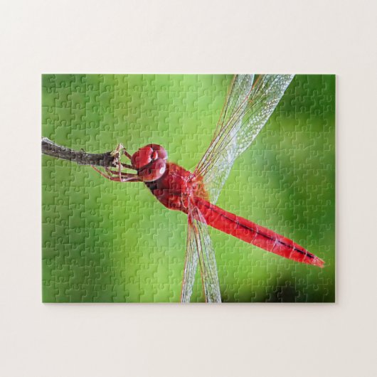 Red Dragonfly Puzzle Green Hintergrund (Horizontal)