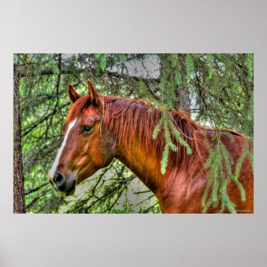 Red Dun Mare Horse im Forest Equine Foto Poster (Vorne)