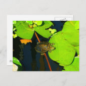 Red Eared Slider Postkarte (Vorne/Hinten)