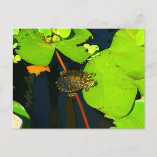 Red Eared Slider Postkarte (Vorderseite)