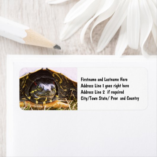 Red Eared Slider Turtle Head (Insitu)