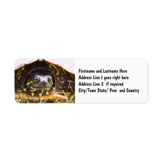 Red Eared Slider Turtle Head (Vorne)